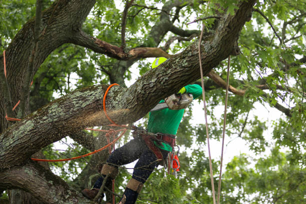 How Our Tree Care Process Works  in  Munday, TX