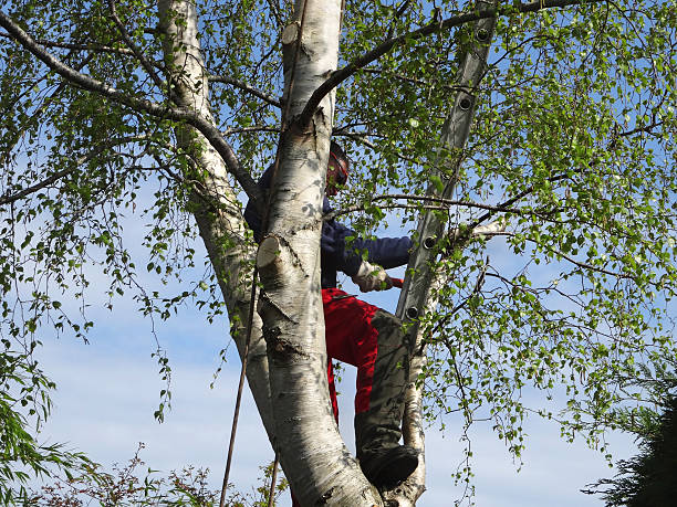 Tree Services